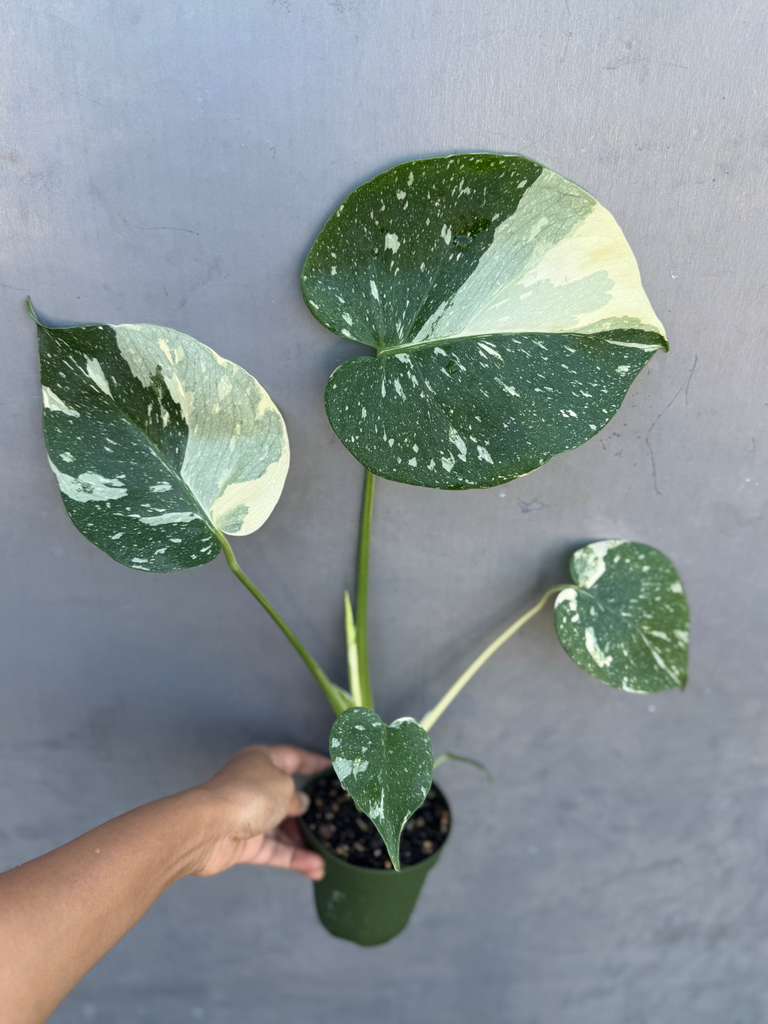 Monstera Deliciousa "Thai Constellation" in 4" Grow Pot - Live Tropical Aroid Plant - Perfect Houseplant - Variegated Indoor Plant for Gift