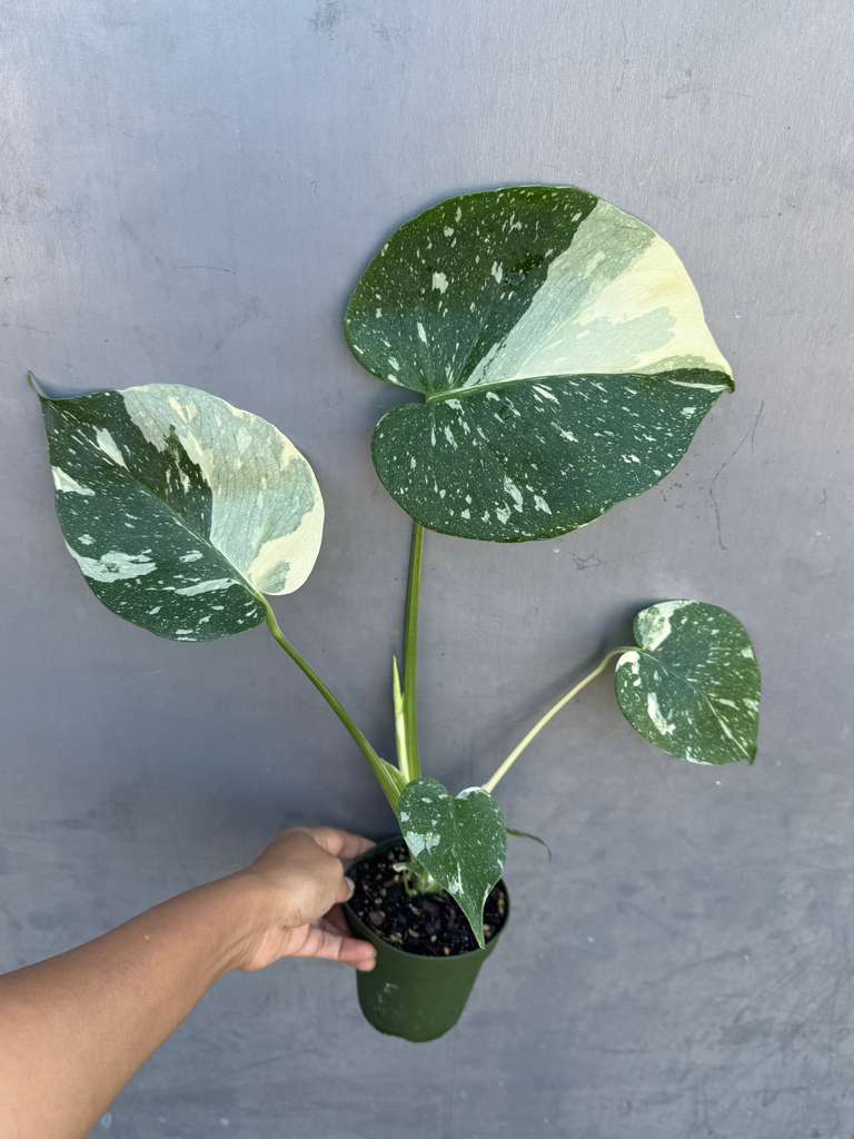 Monstera Deliciousa "Thai Constellation" in 4" Grow Pot - Live Tropical Aroid Plant - Perfect Houseplant - Variegated Indoor Plant for Gift