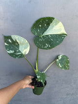 Monstera Deliciousa "Thai Constellation" in 4" Grow Pot - Live Tropical Aroid Plant - Perfect Houseplant - Variegated Indoor Plant for Gift