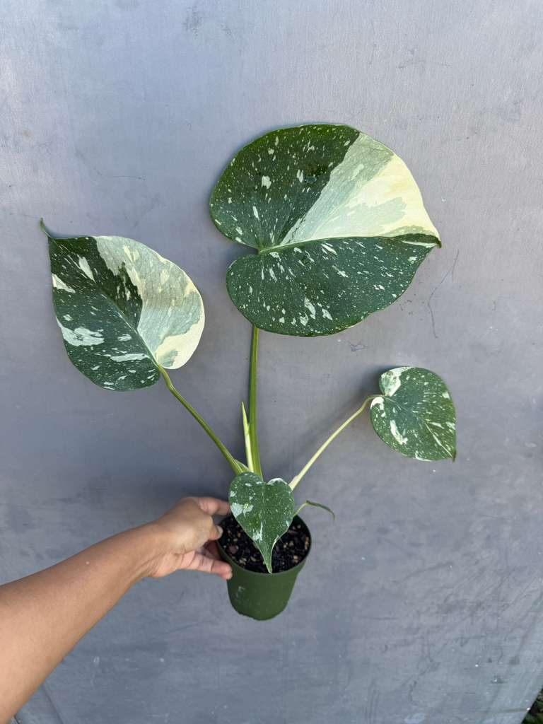 Monstera Deliciousa "Thai Constellation" in 4" Grow Pot - Live Tropical Aroid Plant - Perfect Houseplant - Variegated Indoor Plant for Gift