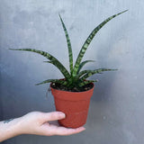 Sansevieria Fernwood ‘Mikado’ in 4" Grow Pot – Live Snake Plant – Easy Care Succulent – Air Purifying Indoor Plant – Low Maintenance Houseplant