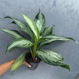 Aglaonema Silver Bay in 4" Decoartive Pot - Beautiful Variegated Silver Bay Houseplants - Chinese Evergreen Live Plant - Easy Plant Gift