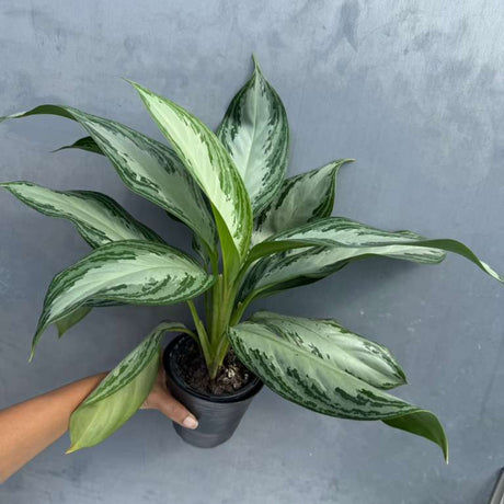 Aglaonema Silver Bay in 4" Decoartive Pot - Beautiful Variegated Silver Bay Houseplants - Chinese Evergreen Live Plant - Easy Plant Gift