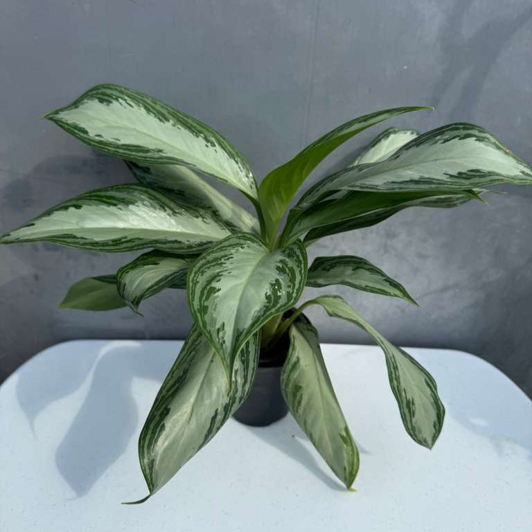 Aglaonema Silver Bay in 4" Decoartive Pot - Beautiful Variegated Silver Bay Houseplants - Chinese Evergreen Live Plant - Easy Plant Gift