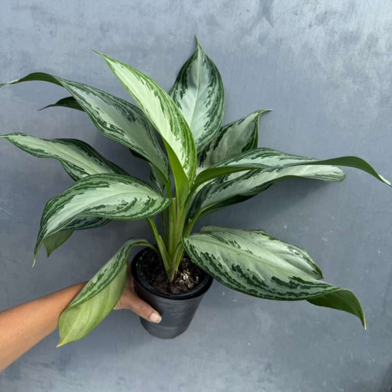 Aglaonema Silver Bay in 4" Decoartive Pot - Beautiful Variegated Silver Bay Houseplants - Chinese Evergreen Live Plant - Easy Plant Gift