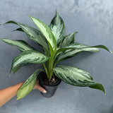 Aglaonema Silver Bay in 4" Decoartive Pot - Beautiful Variegated Silver Bay Houseplants - Chinese Evergreen Live Plant - Easy Plant Gift