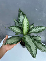 Aglaonema Silver Bay in 4" Decoartive Pot - Beautiful Variegated Silver Bay Houseplants - Chinese Evergreen Live Plant - Easy Plant Gift