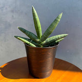 Sansevieria Cylindrica Boncel in 4" Decorative Pot – Starfish Snake Plant –  Live Easy Care Succulent – Air Purifying Indoor Plant – Low Maintenance Houseplant