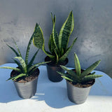 Set of 3 Sansevieria Plants in 4" Grow Pots – Live Snake Plant Collection – Includes Laurentii, Boncel & Mikado – Easy Care Succulent Houseplants – Air Purifying Indoor Plants