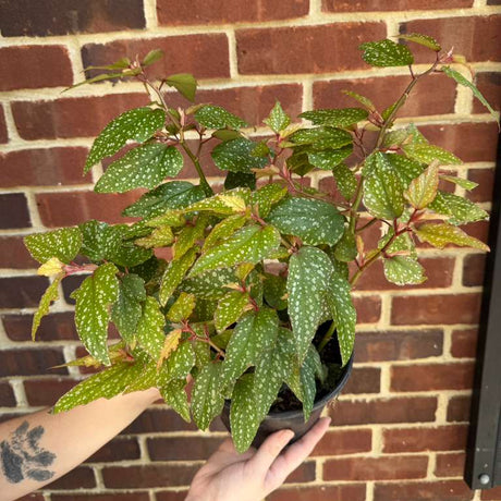 Begonia Angel Wing Medora in 6" Nursery Pot - Rare Polka Dot Begonia - Unique Decorative Gift Plant - Easy Care Indoor Plant