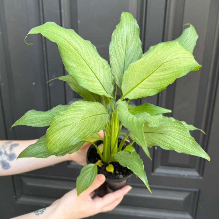 Platinum Peace Lily in 4" Nursery Pot - Spathiphyllum Platinum Mist - Elegant Variegated Foliage for Indoor Decor - Low Light Easy Care Gift