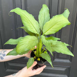 Platinum Peace Lily in 4" Nursery Pot - Spathiphyllum Platinum Mist - Elegant Variegated Foliage for Indoor Decor - Low Light Easy Care Gift