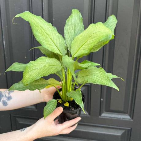 Platinum Peace Lily in 4" Nursery Pot - Spathiphyllum Platinum Mist - Elegant Variegated Foliage for Indoor Decor - Low Light Easy Care Gift