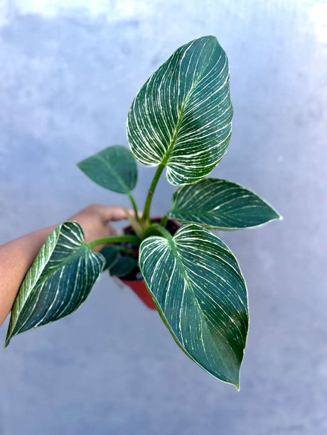 Variegated Philodendron Birkin Live Plant in 4" Grow Pot - Indoor & Outdoor Houseplant with White Stripes - Easy Care Plant
