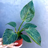 Variegated Philodendron Birkin Live Plant in 4" Grow Pot - Indoor & Outdoor Houseplant with White Stripes - Easy Care Plant
