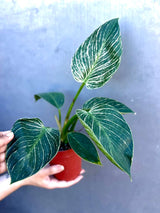 Variegated Philodendron Birkin Live Plant in 4" Grow Pot - Indoor & Outdoor Houseplant with White Stripes - Easy Care Plant