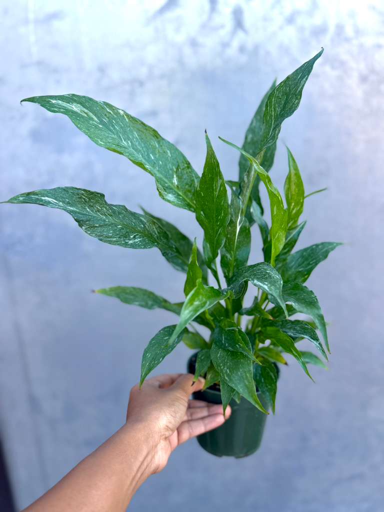 Variegated Peace Lily in a 4" Nursery Pot - Spathiphyllum Domino Peace Lily - Air-Purifying Indoor Plant - Large Low-Light Gift Plant