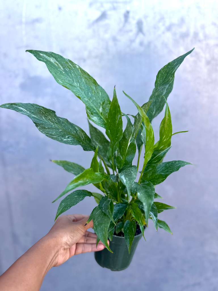 Variegated Peace Lily in a 4" Nursery Pot - Spathiphyllum Domino Peace Lily - Air-Purifying Indoor Plant - Large Low-Light Gift Plant