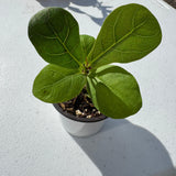 Fiddle Leaf Fig Tree in 2" Grow Pot – Live Ficus Lyrata – Indoor Fiddle Leaf Fig Plant – Easy Care Potted Fiddle Leaf Tree – Tiny Fig Tree for Home Décor Indoor Plant