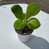 Fiddle Leaf Fig Tree in 2" Grow Pot – Live Ficus Lyrata – Indoor Fiddle Leaf Fig Plant – Easy Care Potted Fiddle Leaf Tree – Tiny Fig Tree for Home Décor Indoor Plant