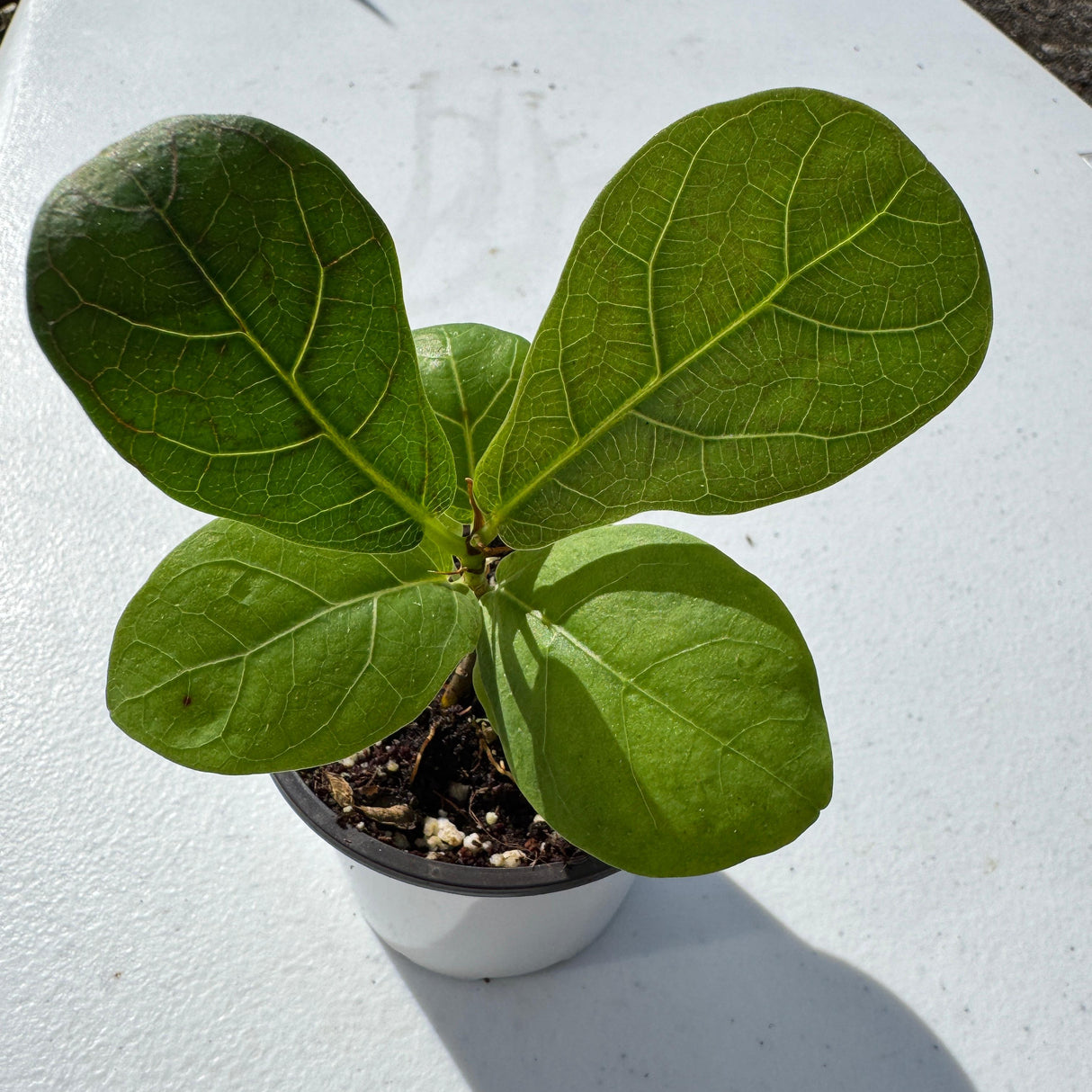 Fiddle Leaf Fig Tree in 2" Grow Pot – Live Ficus Lyrata – Indoor Fiddle Leaf Fig Plant – Easy Care Potted Fiddle Leaf Tree – Tiny Fig Tree for Home Décor Indoor Plant