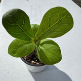 Fiddle Leaf Fig Tree in 2" Grow Pot – Live Ficus Lyrata – Indoor Fiddle Leaf Fig Plant – Easy Care Potted Fiddle Leaf Tree – Tiny Fig Tree for Home Décor Indoor Plant