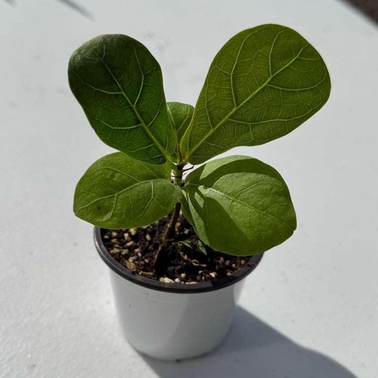 Fiddle Leaf Fig Tree in 2" Grow Pot – Live Ficus Lyrata – Indoor Fiddle Leaf Fig Plant – Easy Care Potted Fiddle Leaf Tree – Tiny Fig Tree for Home Décor Indoor Plant