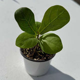 Fiddle Leaf Fig Tree in 2" Grow Pot – Live Ficus Lyrata – Indoor Fiddle Leaf Fig Plant – Easy Care Potted Fiddle Leaf Tree – Tiny Fig Tree for Home Décor Indoor Plant