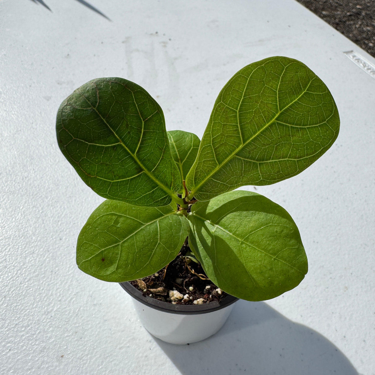 Fiddle Leaf Fig Tree in 2" Grow Pot – Live Ficus Lyrata – Indoor Fiddle Leaf Fig Plant – Easy Care Potted Fiddle Leaf Tree – Tiny Fig Tree for Home Décor Indoor Plant