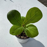 Fiddle Leaf Fig Tree in 2" Grow Pot – Live Ficus Lyrata – Indoor Fiddle Leaf Fig Plant – Easy Care Potted Fiddle Leaf Tree – Tiny Fig Tree for Home Décor Indoor Plant