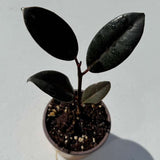 Burgundy Rubber Tree in 2" Grow Pot – Ficus elastica ‘Burgundy’ – Easy Care Indoor Houseplant with Dark Foliage – Low Maintenance Air Purifying Compact Indoor Plant