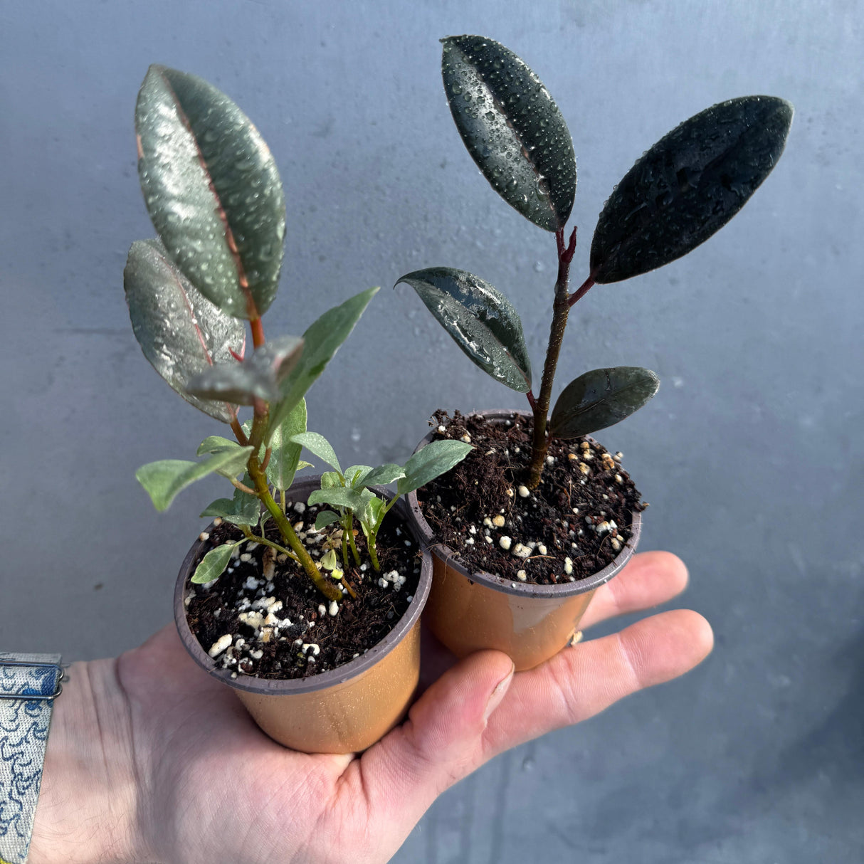 Indoor Ficus Plant Set