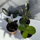 Decorative ficus Plants