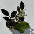  Ficus Plants