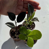 Assorted Live Ficus set 