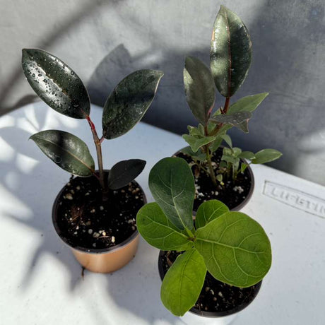 Set of 3 Ficus Plants in 2" Grow Pots – Assorted Live Ficus Varieties – Easy Care Indoor Houseplants – Air Purifying & Low Maintenance Decorative Plants