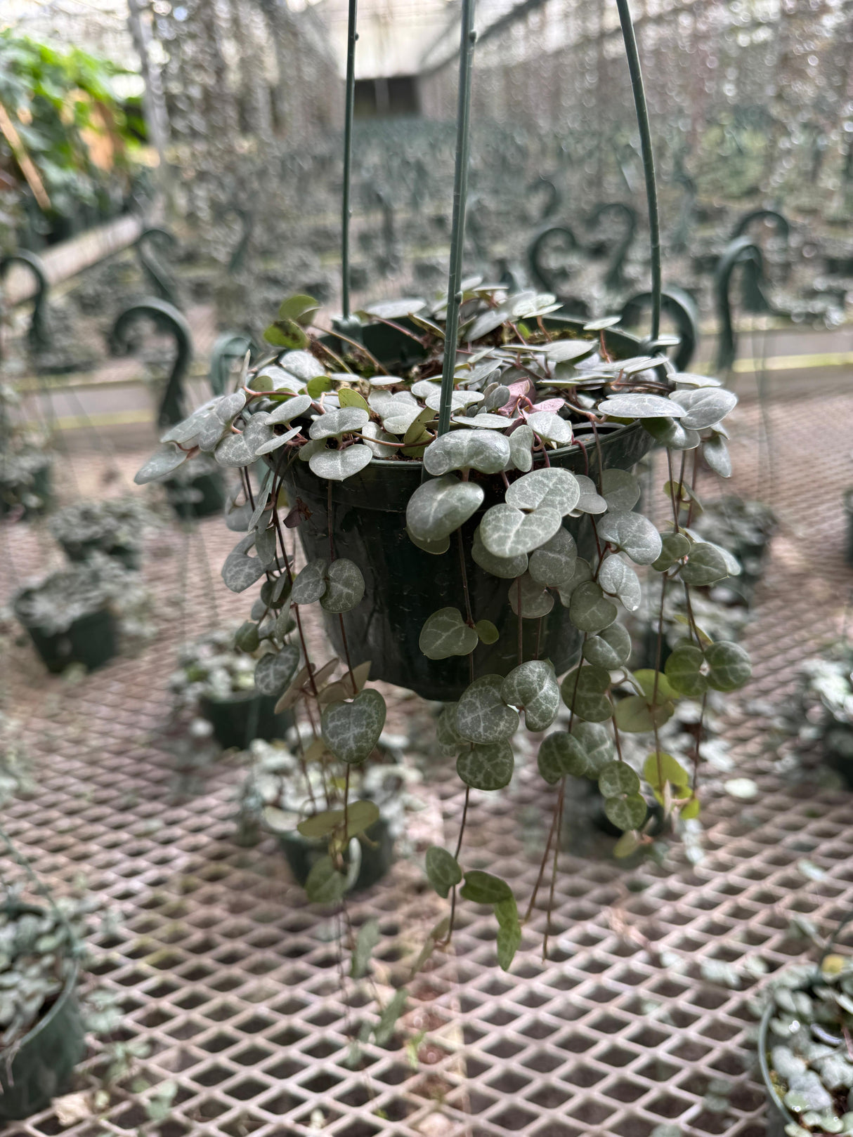 String of Hearts in 5" Hanging Basket – Ceropegia woodii – Trailing Succulent Houseplant – Easy Care Live Indoor Plant – Air Purifying & Low Maintenance Hanging Plant