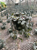 String of Hearts in 5" Hanging Basket – Ceropegia woodii – Trailing Succulent Houseplant – Easy Care Live Indoor Plant – Air Purifying & Low Maintenance Hanging Plant