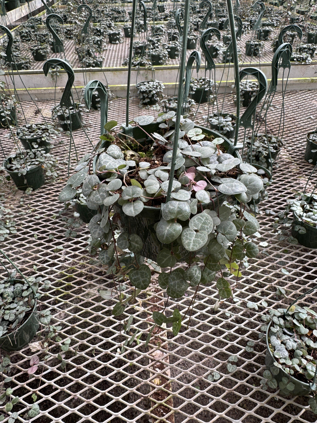 String of Hearts in 5" Hanging Basket – Ceropegia woodii – Trailing Succulent Houseplant – Easy Care Live Indoor Plant – Air Purifying & Low Maintenance Hanging Plant