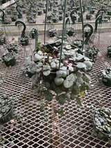 String of Hearts in 5" Hanging Basket – Ceropegia woodii – Trailing Succulent Houseplant – Easy Care Live Indoor Plant – Air Purifying & Low Maintenance Hanging Plant