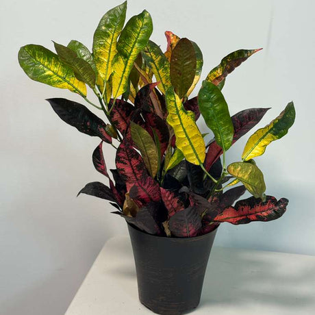 Croton Plant in 6" Grow Pot – Codiaeum variegatum – Vibrant Variegated Foliage – Live Tropical Houseplant – Colorful Indoor Decorative Plant