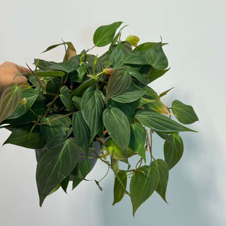 Philodendron Micans Velvet in 6" Grow Pot - Velvet Leaf - Heartleaf Philodendron - Rare Indoor Plant - Rare Hirt's - Easy Houseplant