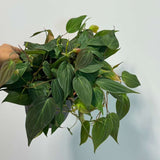 Philodendron Micans Velvet in 6" Grow Pot - Velvet Leaf - Heartleaf Philodendron - Rare Indoor Plant - Rare Hirt's - Easy Houseplant