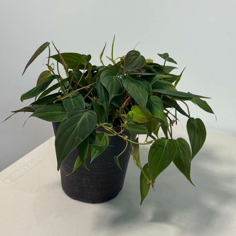 Philodendron Micans Velvet in 6" Grow Pot - Velvet Leaf - Heartleaf Philodendron - Rare Indoor Plant - Rare Hirt's - Easy Houseplant
