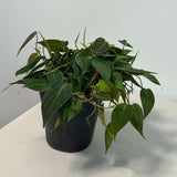 Philodendron Micans Velvet in 6" Grow Pot - Velvet Leaf - Heartleaf Philodendron - Rare Indoor Plant - Rare Hirt's - Easy Houseplant
