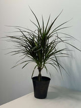 Dracaena Magenta Braid 6” Pot | Braided Dracaena Marginata | Low Maintenance Indoor Plant | Air Purifying Houseplant | Live Tropical Plant