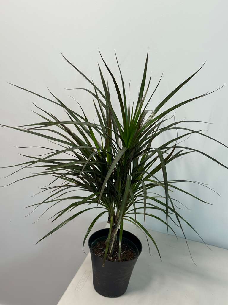 Dracaena Magenta Braid 6” Pot | Braided Dracaena Marginata | Low Maintenance Indoor Plant | Air Purifying Houseplant | Live Tropical Plant