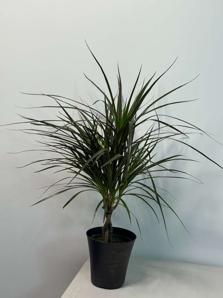 Dracaena Magenta Braid 6” Pot | Braided Dracaena Marginata | Low Maintenance Indoor Plant | Air Purifying Houseplant | Live Tropical Plant