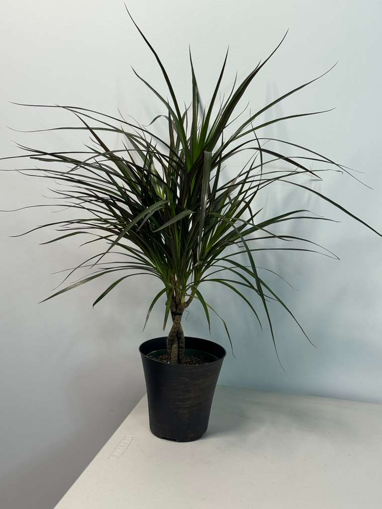 Dracaena Magenta Braid 6” Pot | Braided Dracaena Marginata | Low Maintenance Indoor Plant | Air Purifying Houseplant | Live Tropical Plant