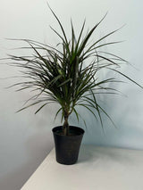 Dracaena Magenta Braid 6” Pot | Braided Dracaena Marginata | Low Maintenance Indoor Plant | Air Purifying Houseplant | Live Tropical Plant